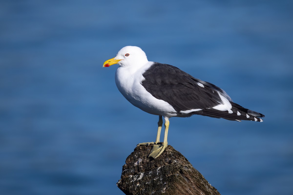 Kelp Gull - ML639774395