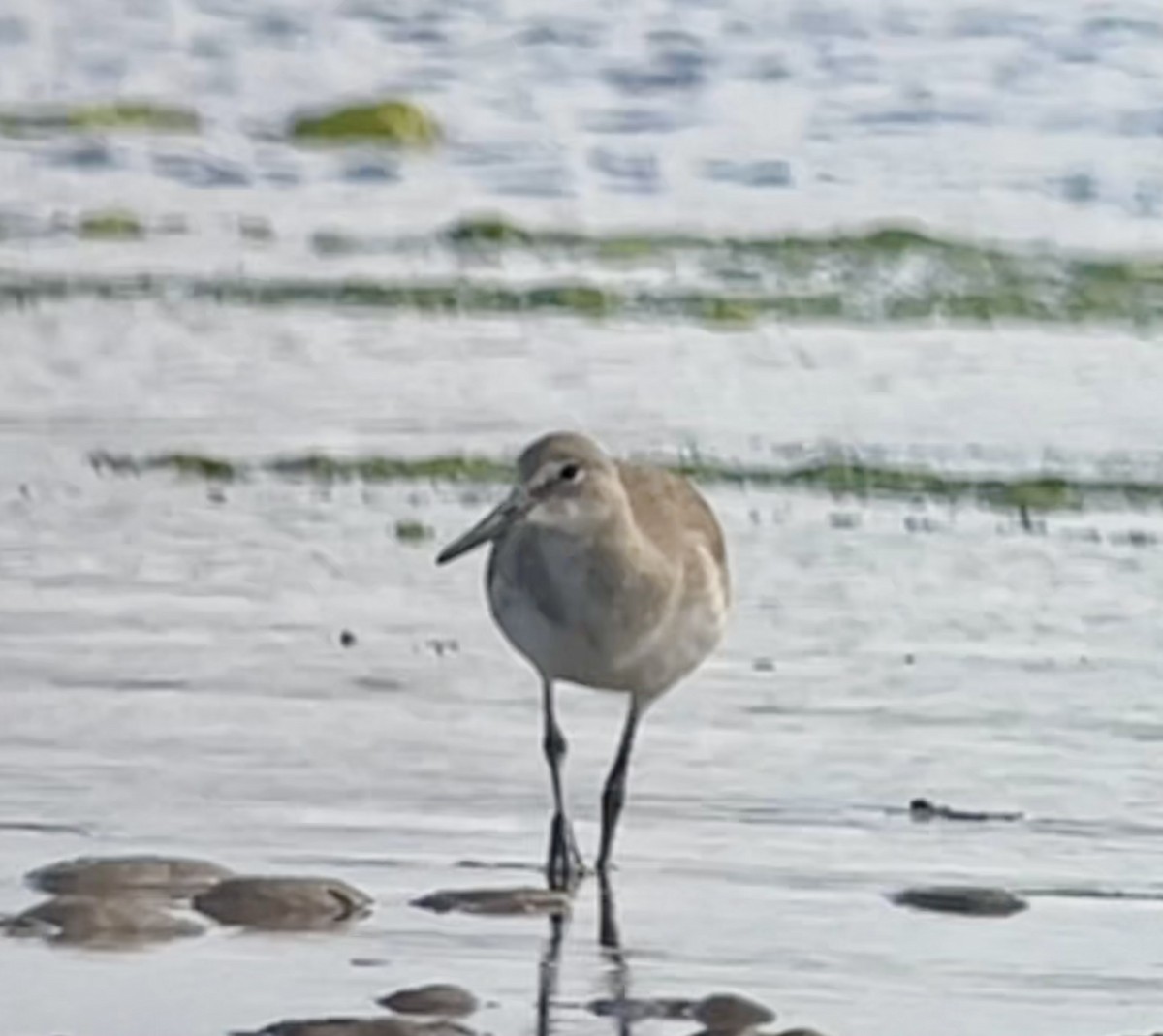 willetsnipe - ML639774404