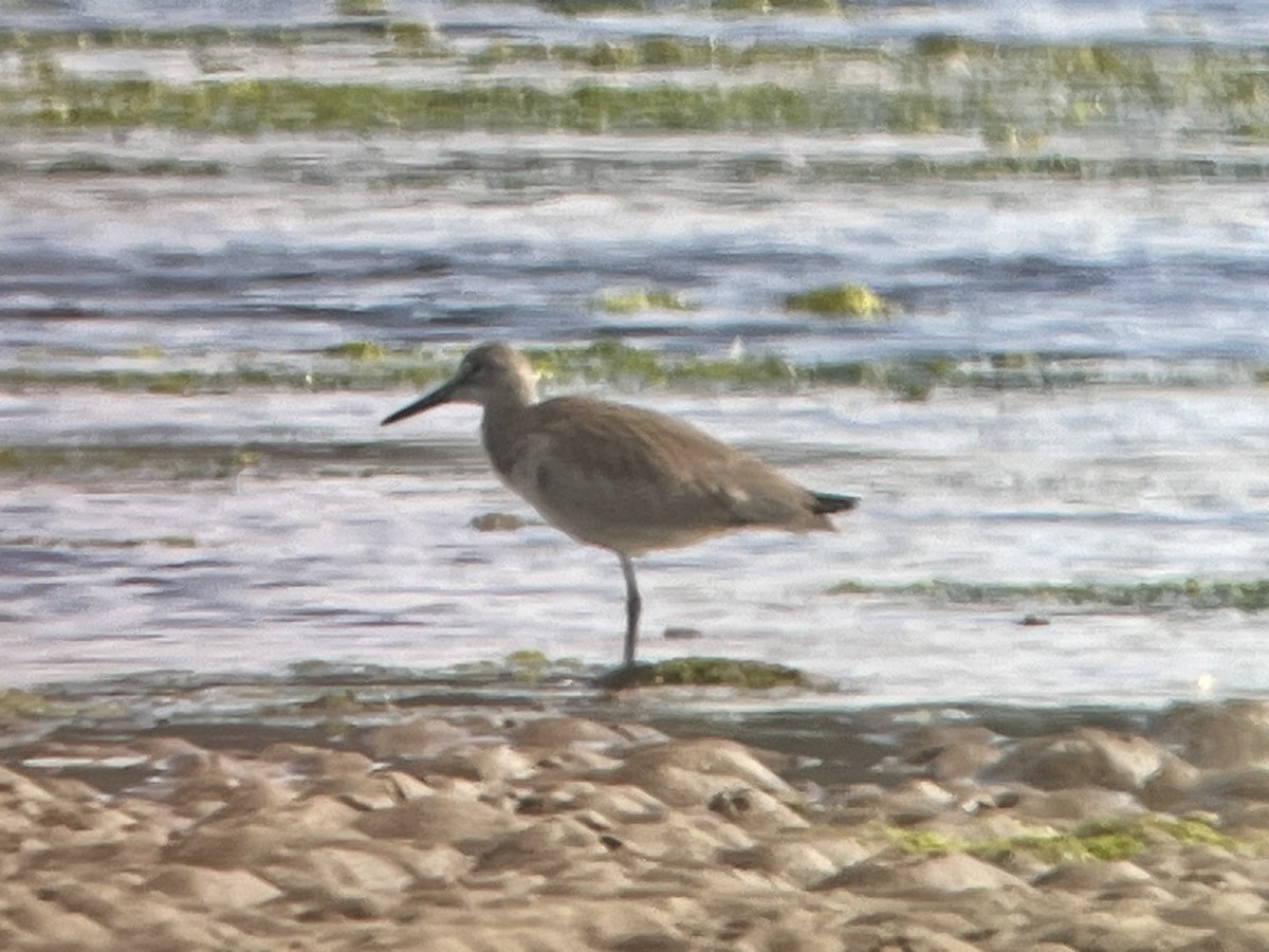 willetsnipe - ML639774407