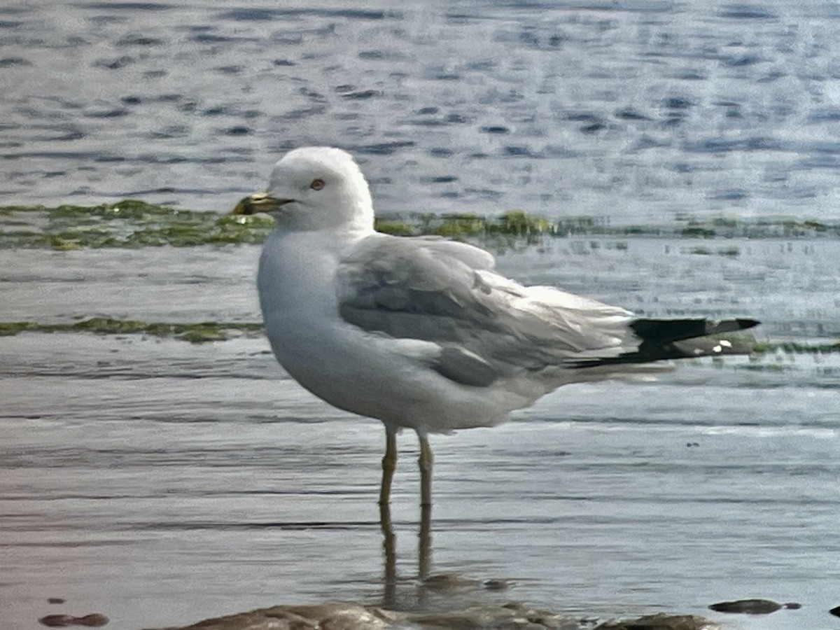 ringnebbmåke - ML639774464