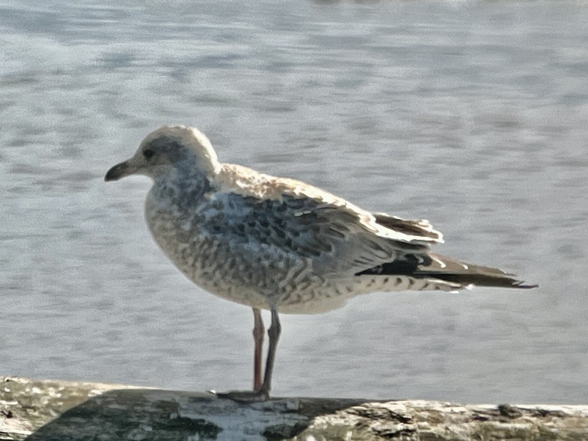 ringnebbmåke - ML639774473