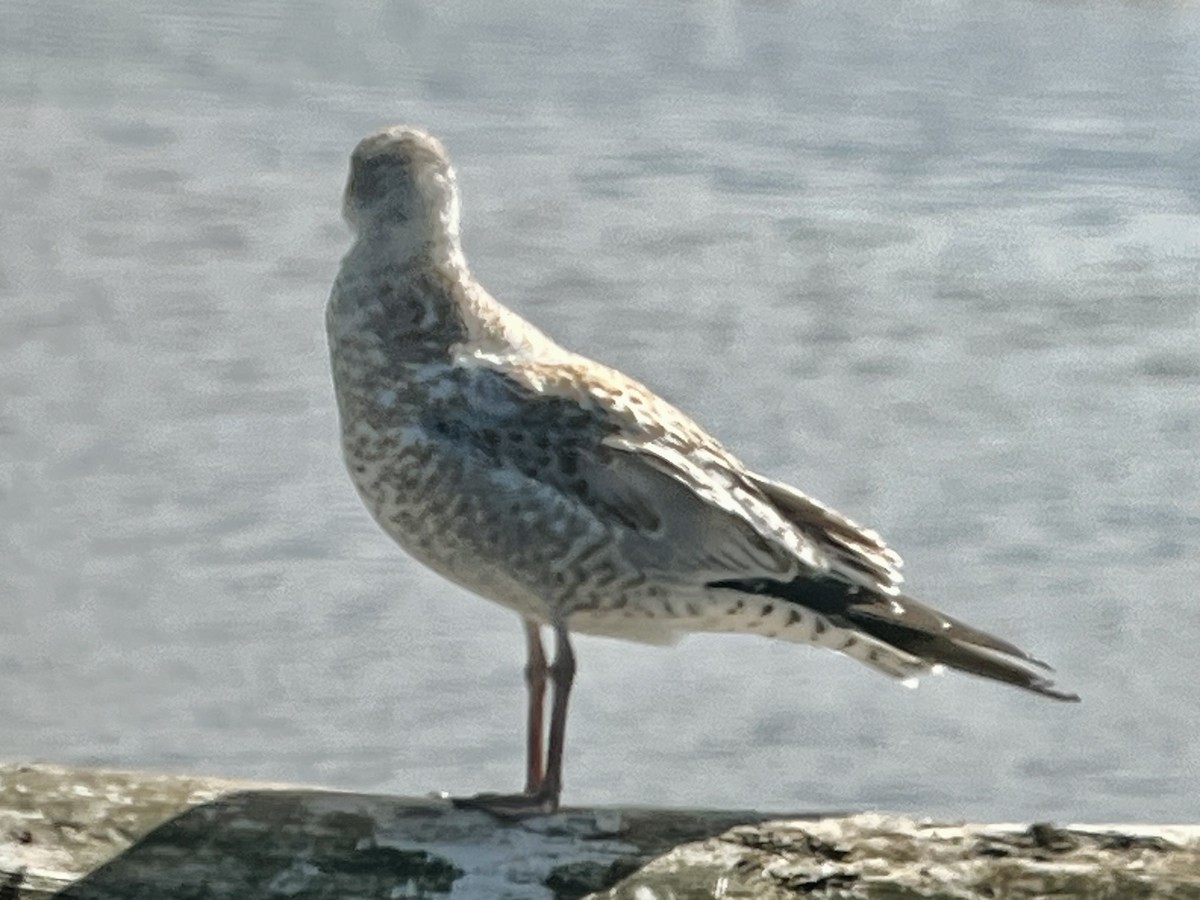 ringnebbmåke - ML639774475
