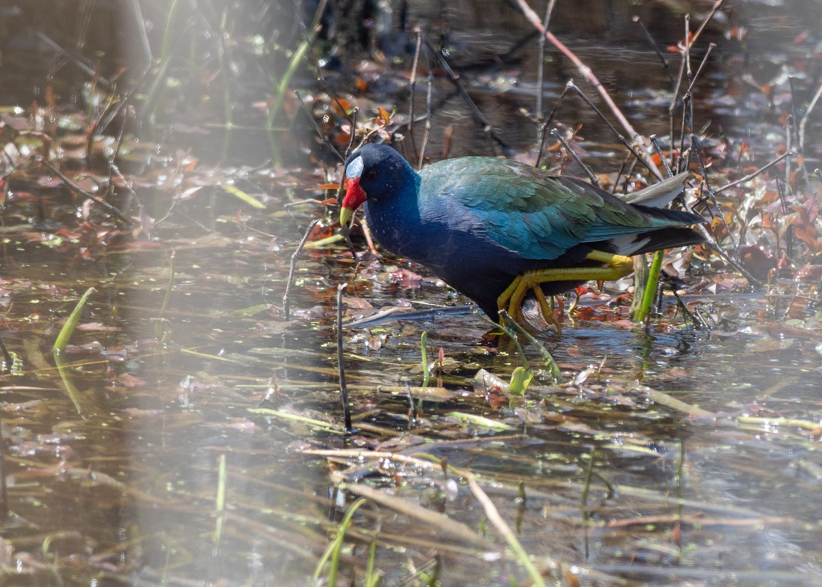 Purple Gallinule - ML639774492