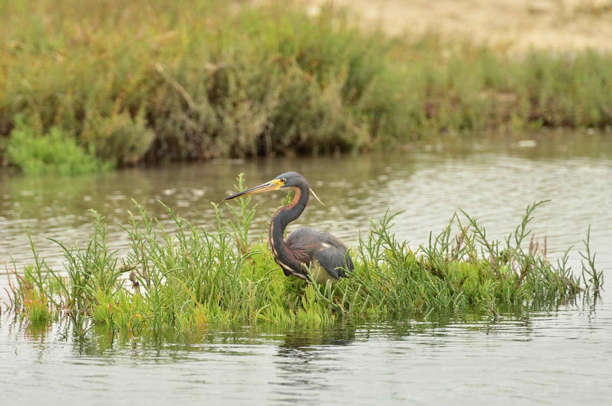 Tricolored Heron - ML639774494