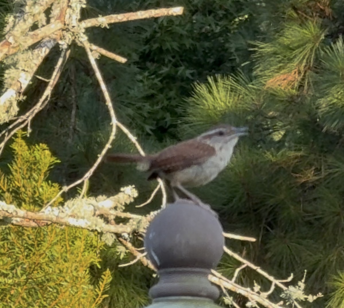 Carolina Wren - ML639774499