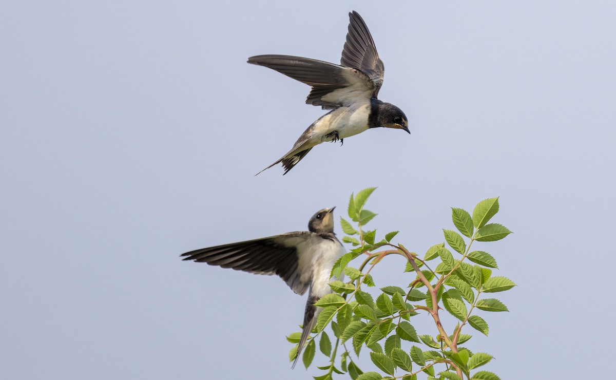 Barn Swallow - ML639774503