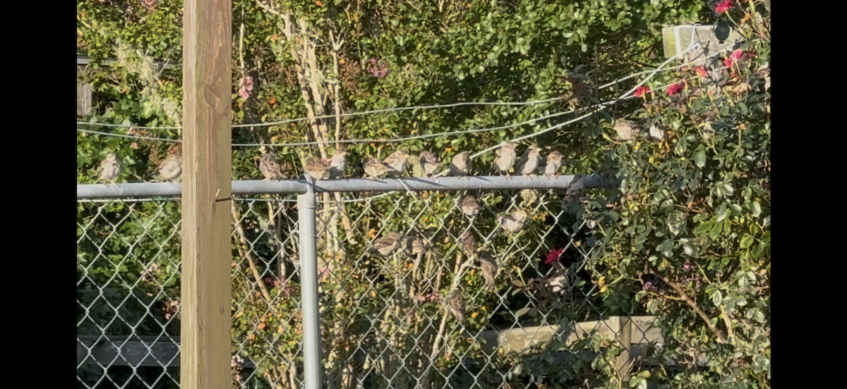 House Sparrow - ML639774506