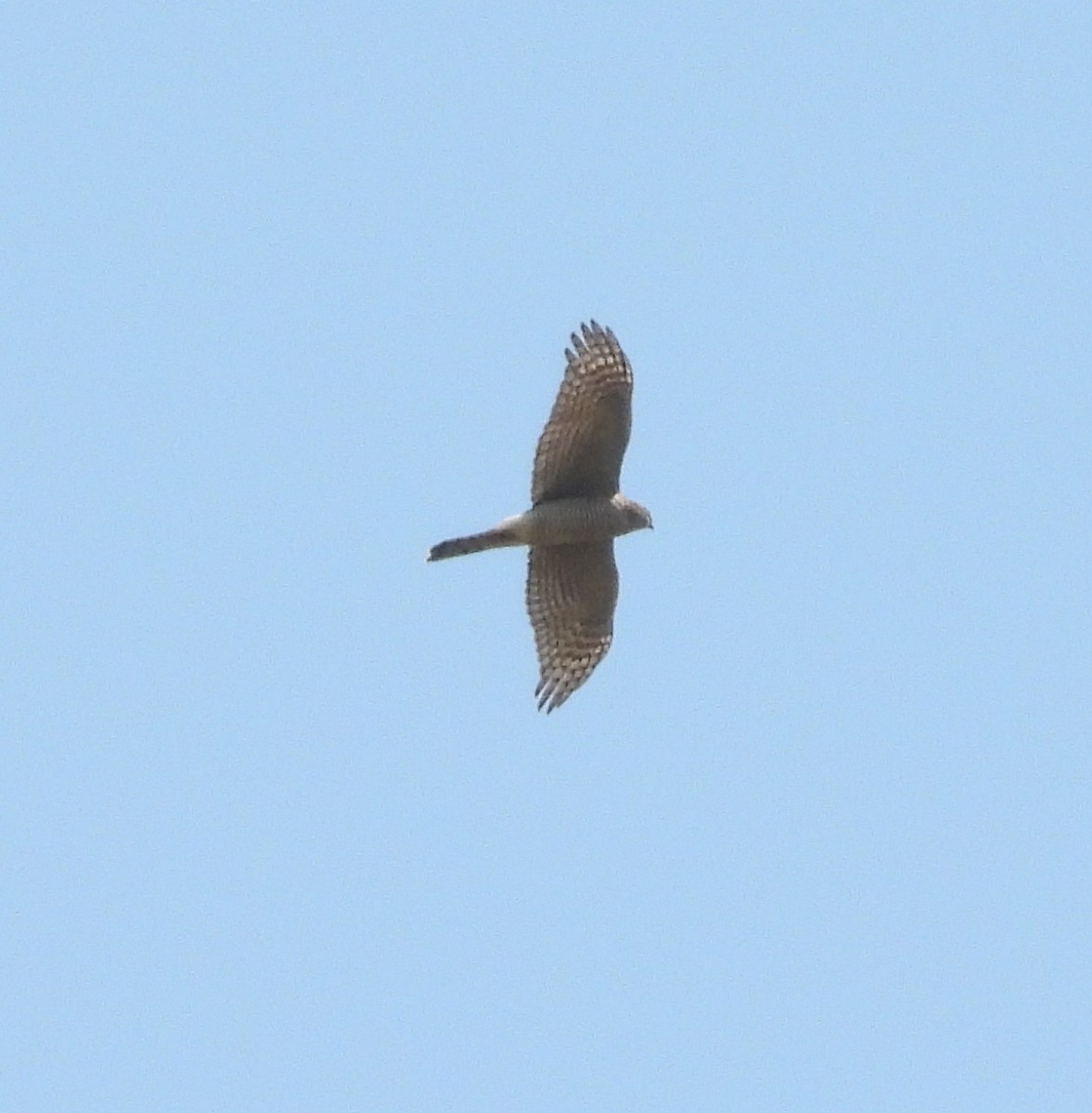 Eurasian Sparrowhawk - ML639774510