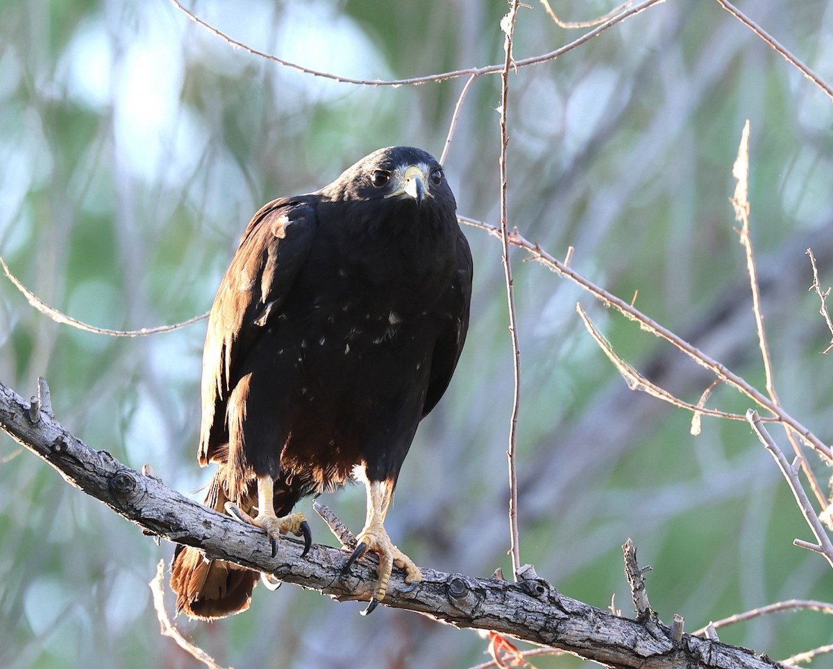 Zone-tailed Hawk - ML639774566