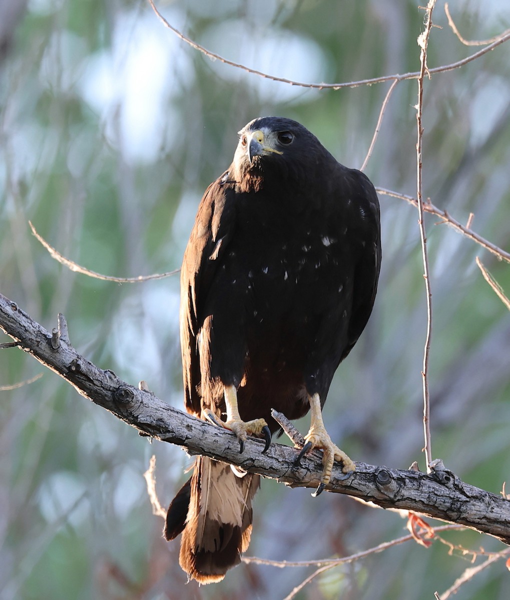 Zone-tailed Hawk - ML639774568