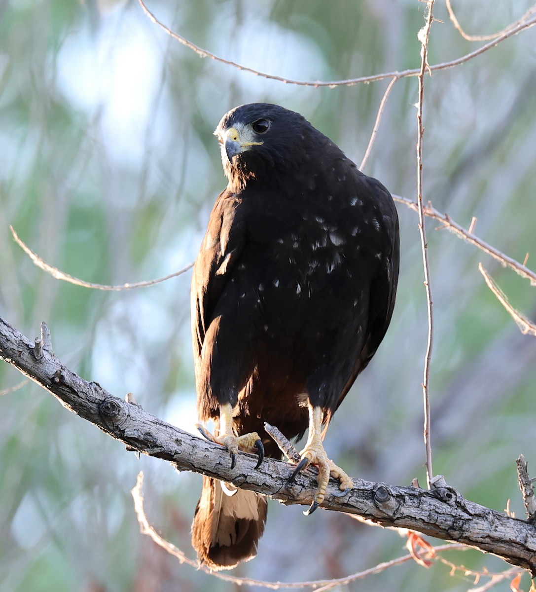 Zone-tailed Hawk - ML639774569