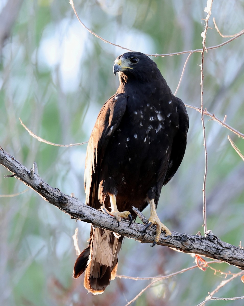 Zone-tailed Hawk - ML639774570