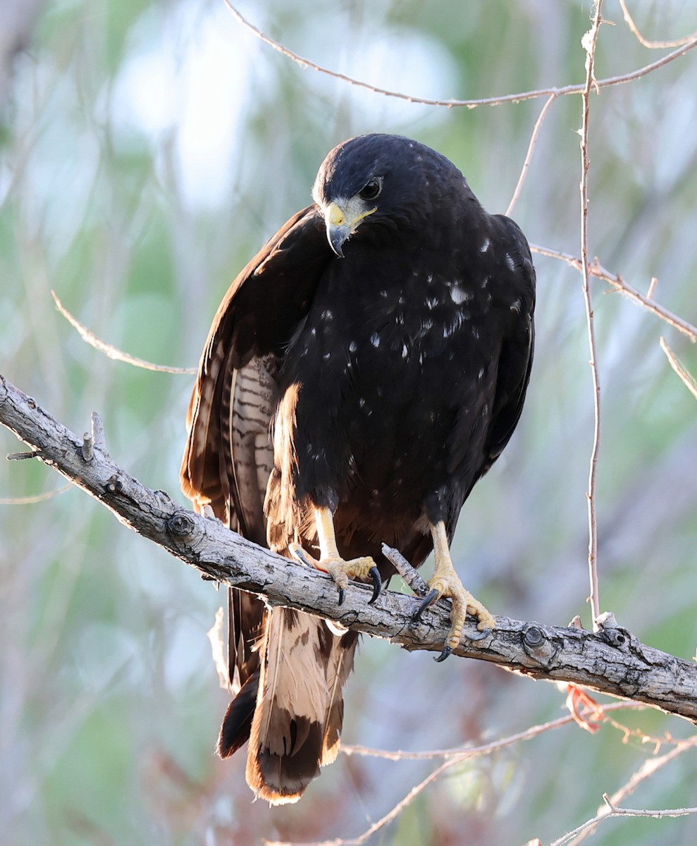 Zone-tailed Hawk - ML639774571