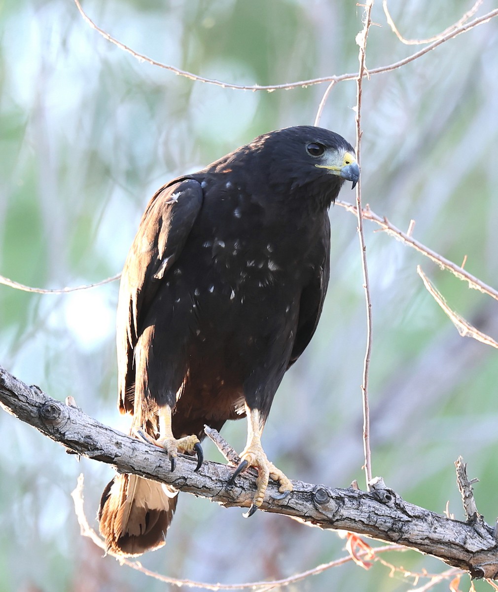 Zone-tailed Hawk - ML639774572