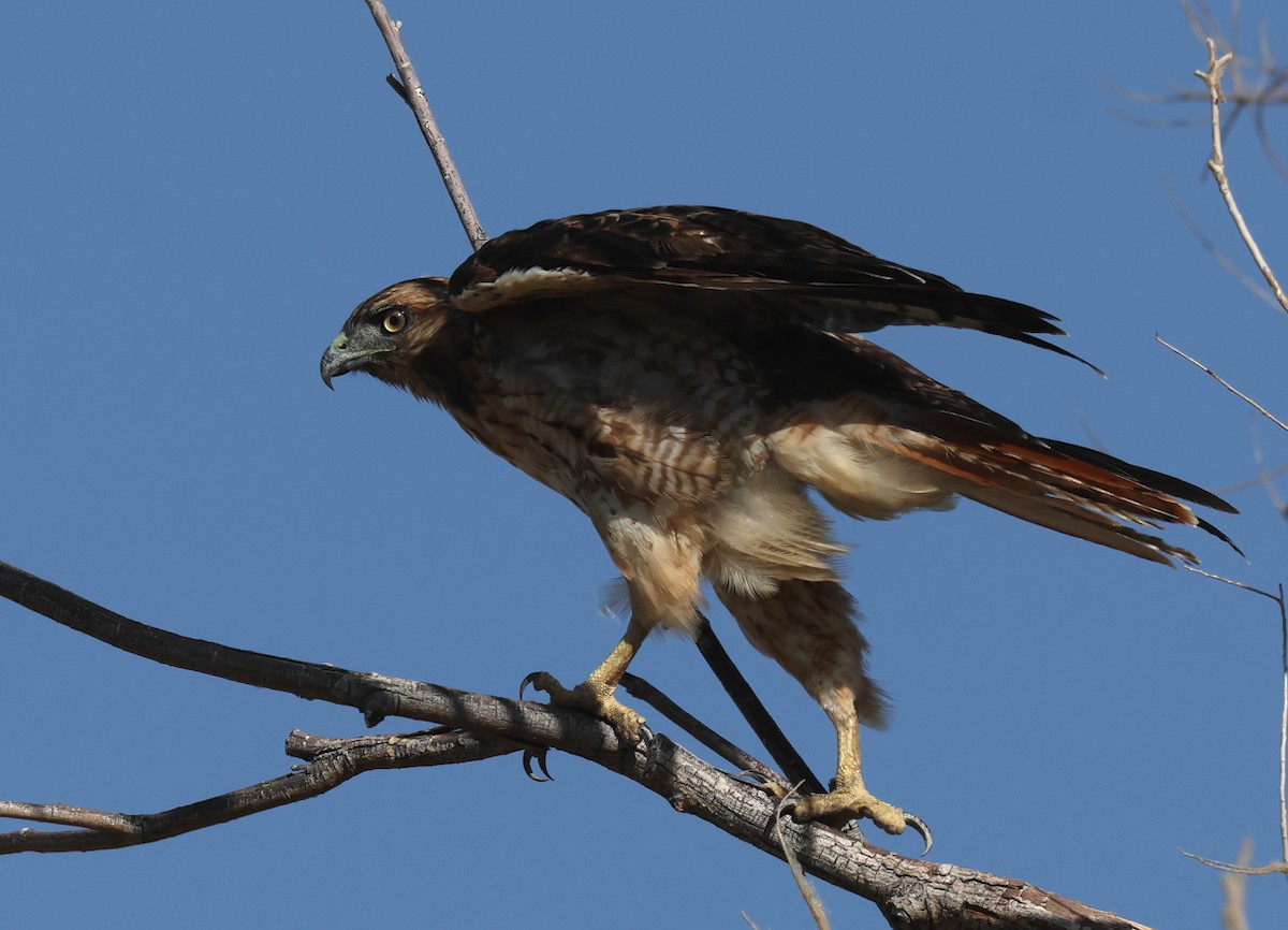 Red-tailed Hawk - ML639774585