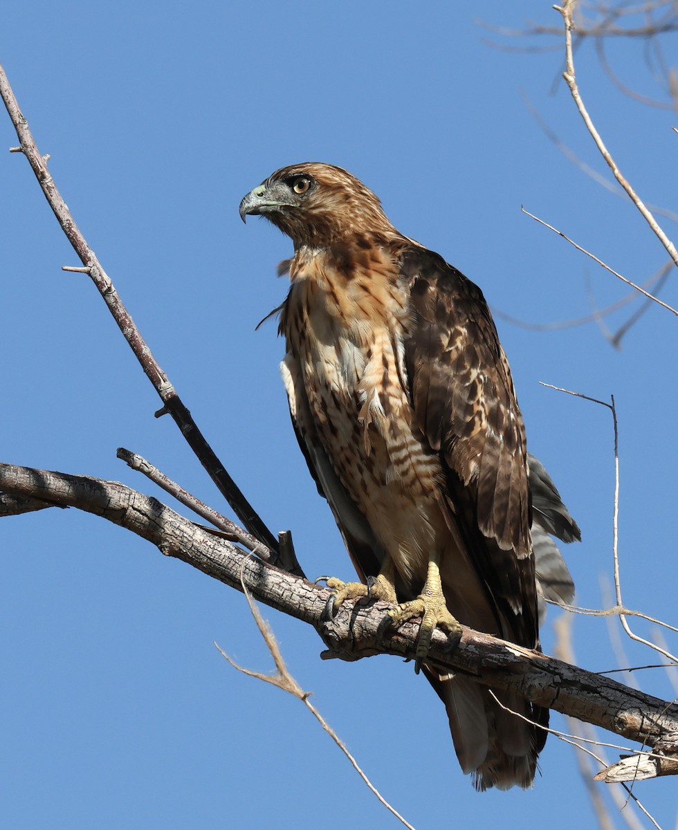 Red-tailed Hawk - ML639774586