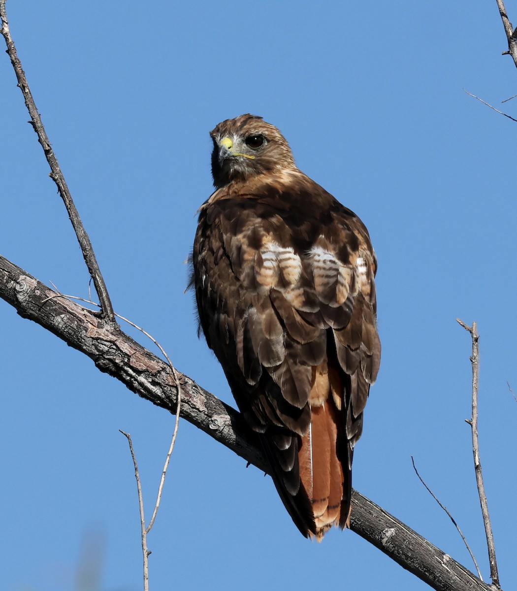 Red-tailed Hawk - ML639774587