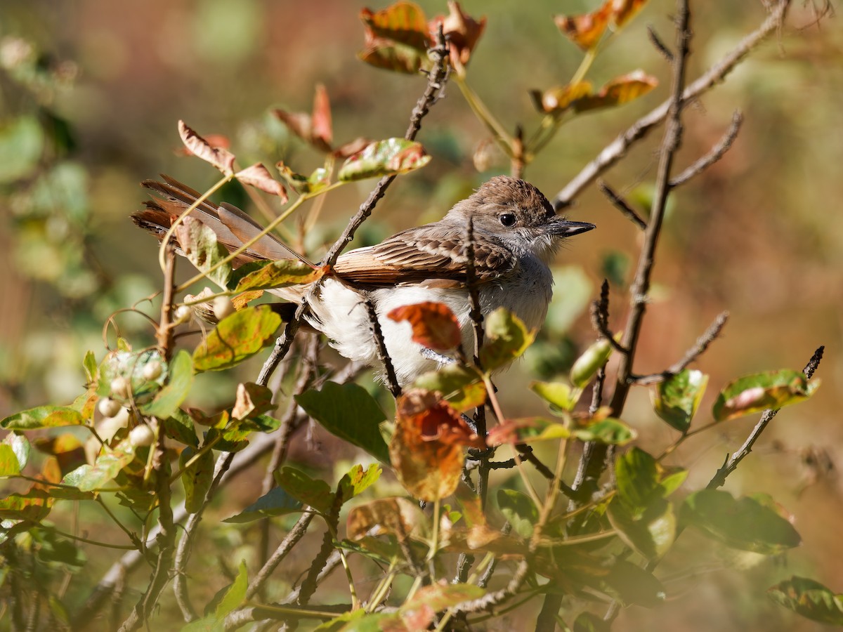 Ash-throated Flycatcher - ML639774614
