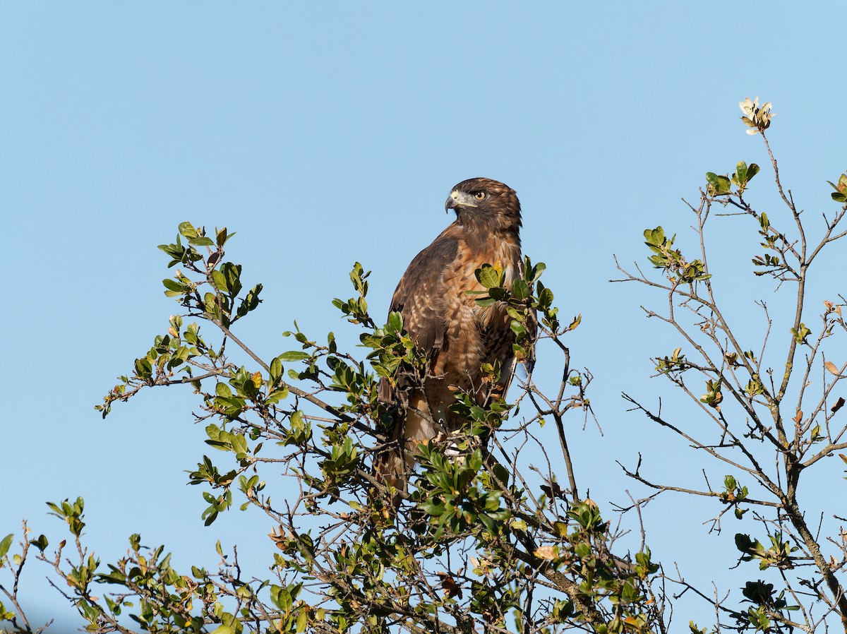 Red-tailed Hawk - ML639774630