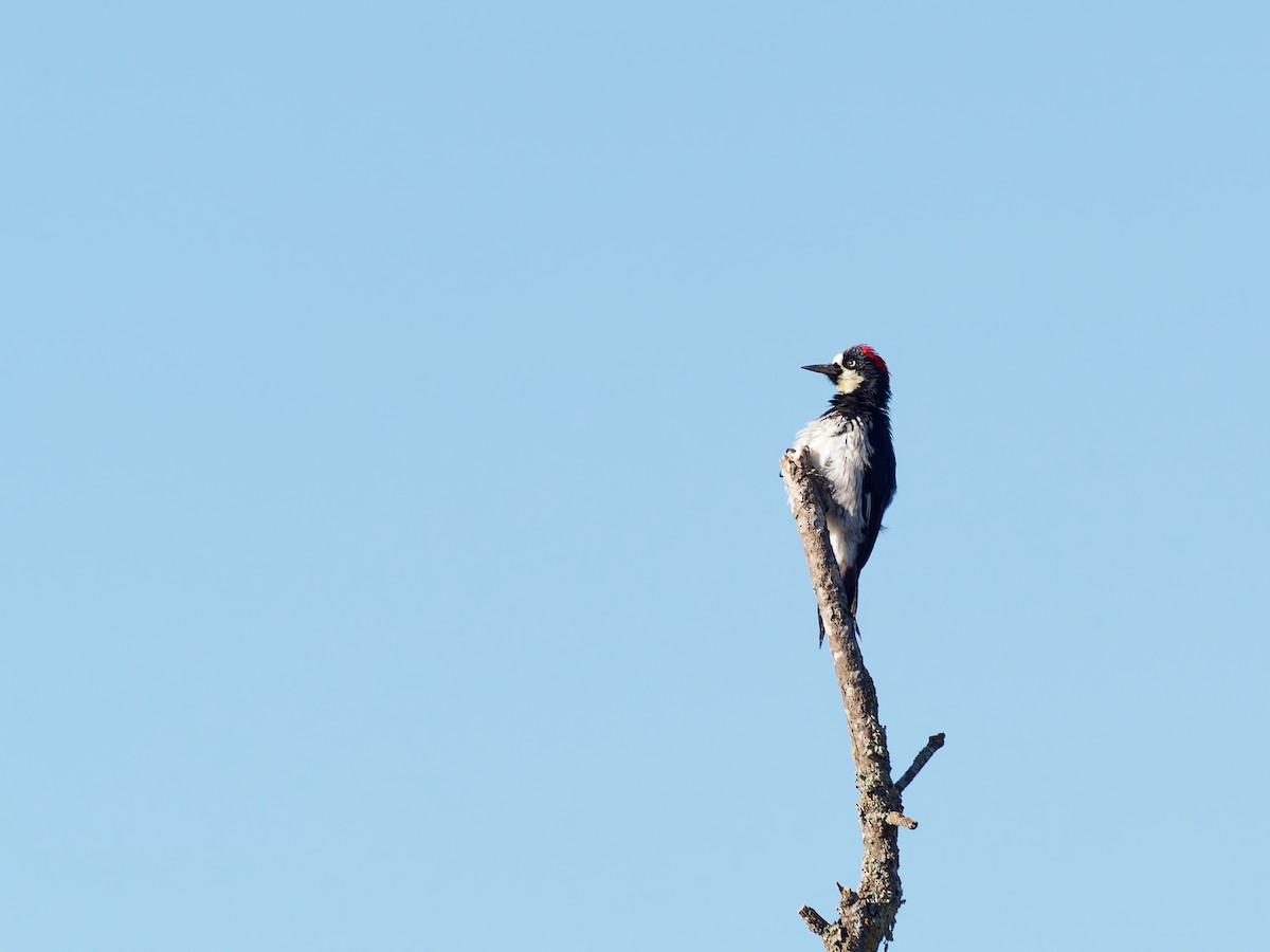 Acorn Woodpecker - ML639774631