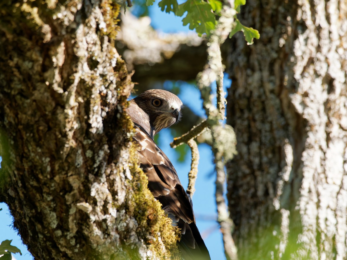 Cooper's Hawk - ML639774663