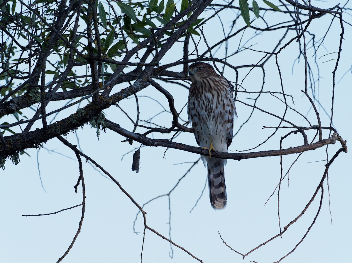 Cooper's Hawk - ML639774664