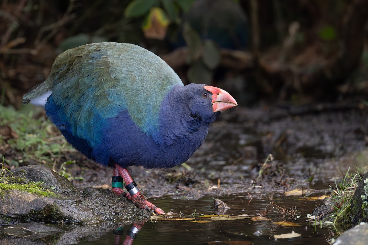South Island Takahe - ML639774670