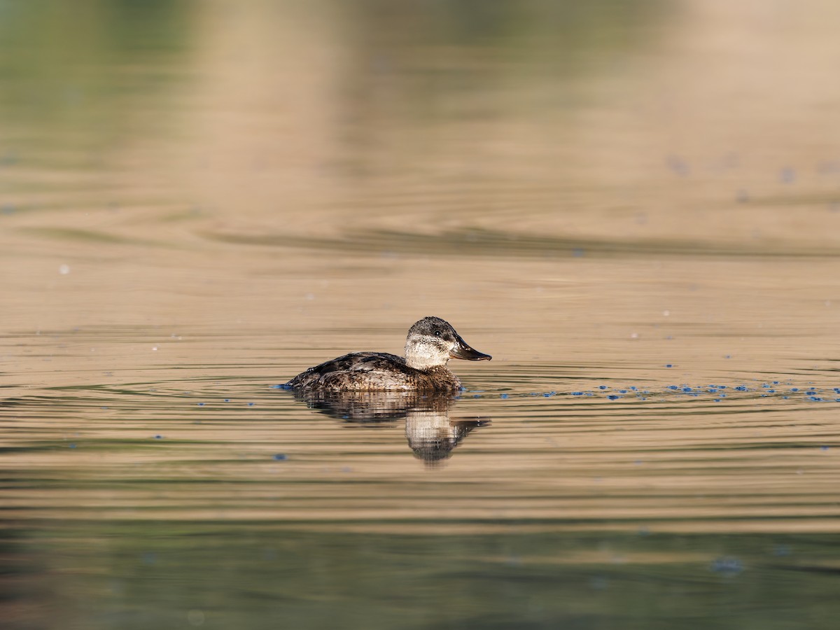 Ruddy Duck - ML639774674