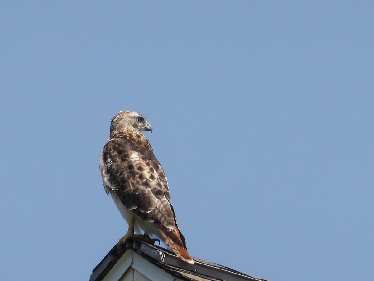 Red-tailed Hawk - ML639774703
