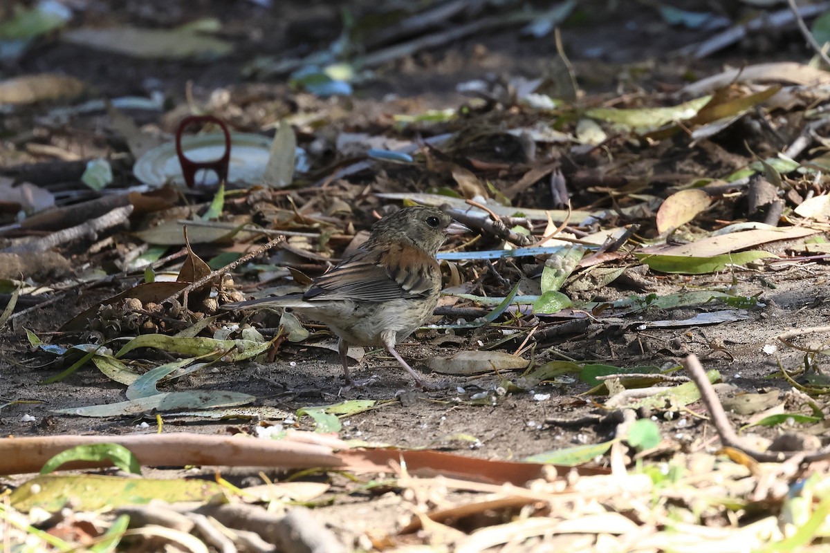 Dark-eyed Junco - ML639774723