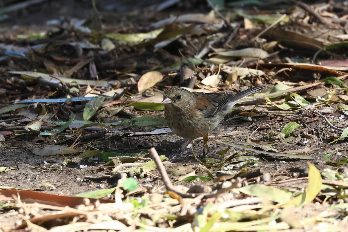 Dark-eyed Junco - ML639774724