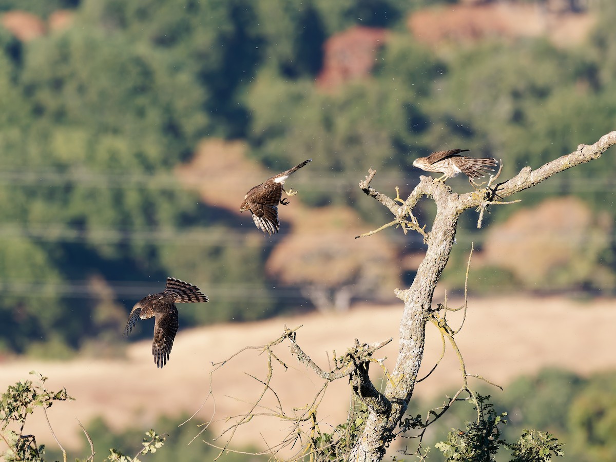 Cooper's Hawk - ML639774726
