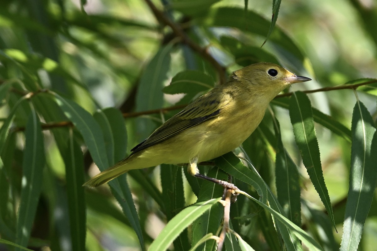 Yellow Warbler - ML639774732