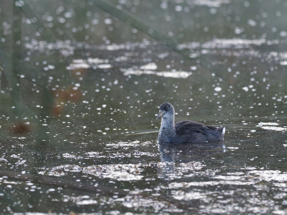 American Coot - ML639774734
