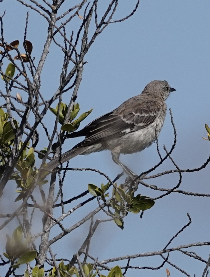 drozdec mnohohlasý - ML639774736