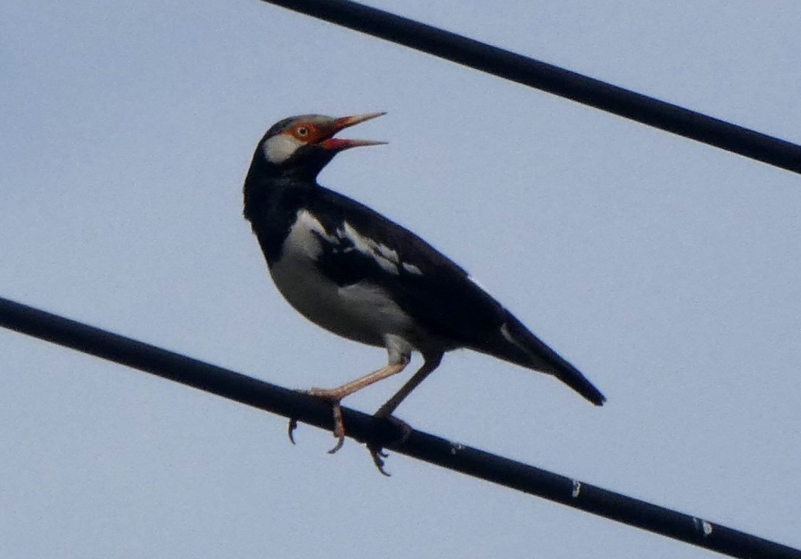 Siamese Pied Starling - ML639774737