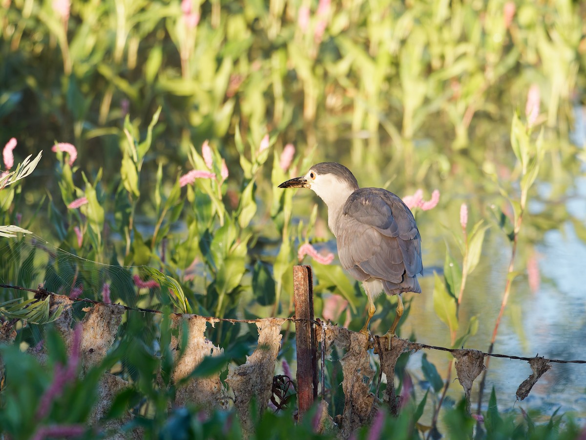 Black-crowned Night Heron - ML639774743