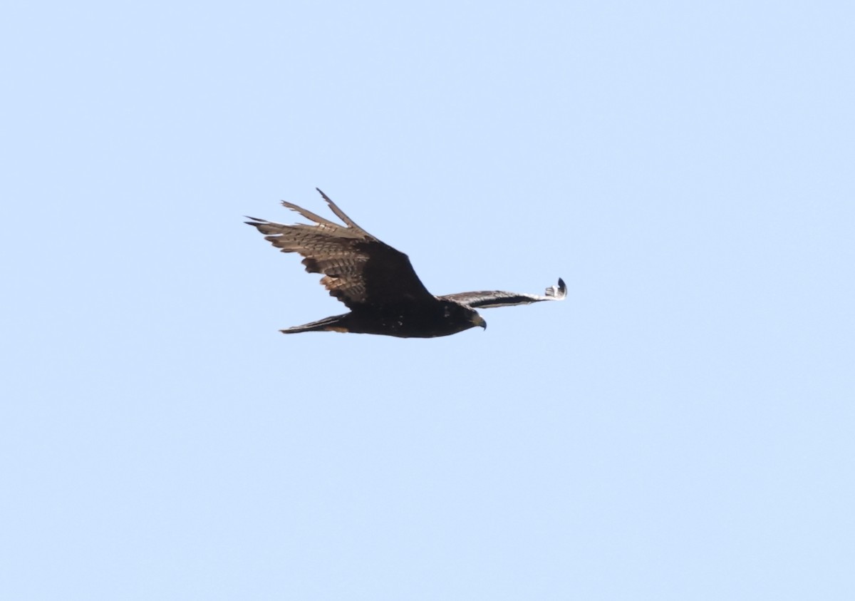 Zone-tailed Hawk - ML639774775