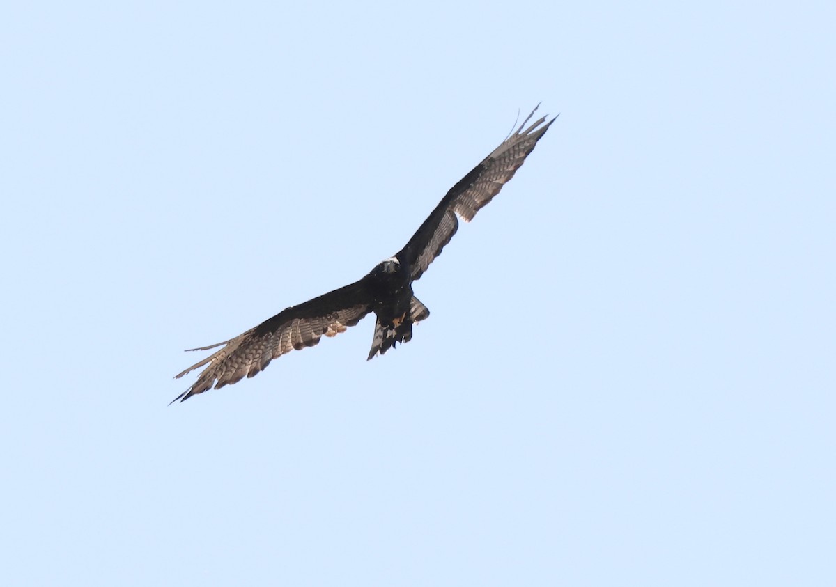 Zone-tailed Hawk - ML639774776