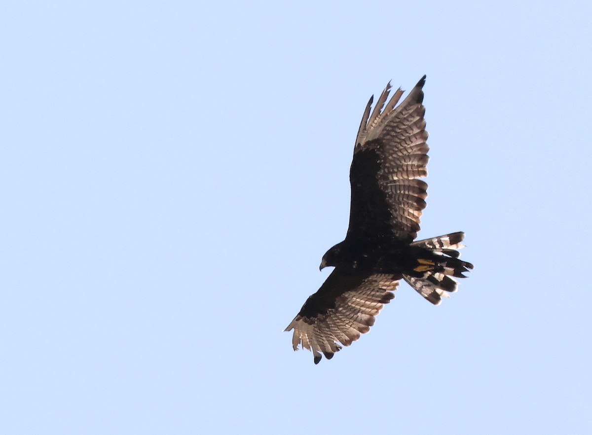 Zone-tailed Hawk - ML639774777
