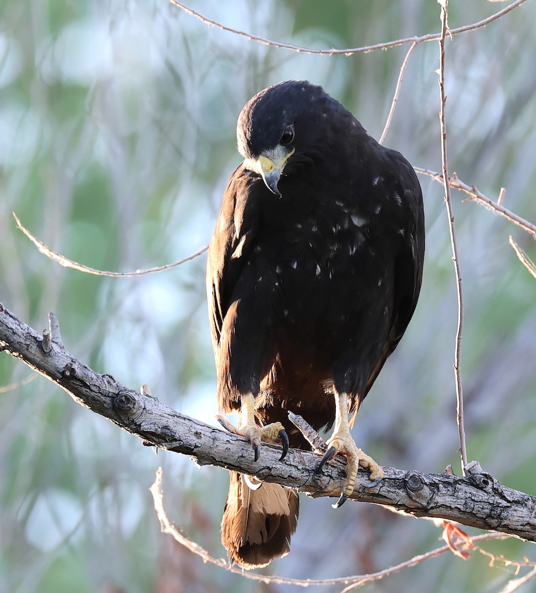 Zone-tailed Hawk - ML639774778
