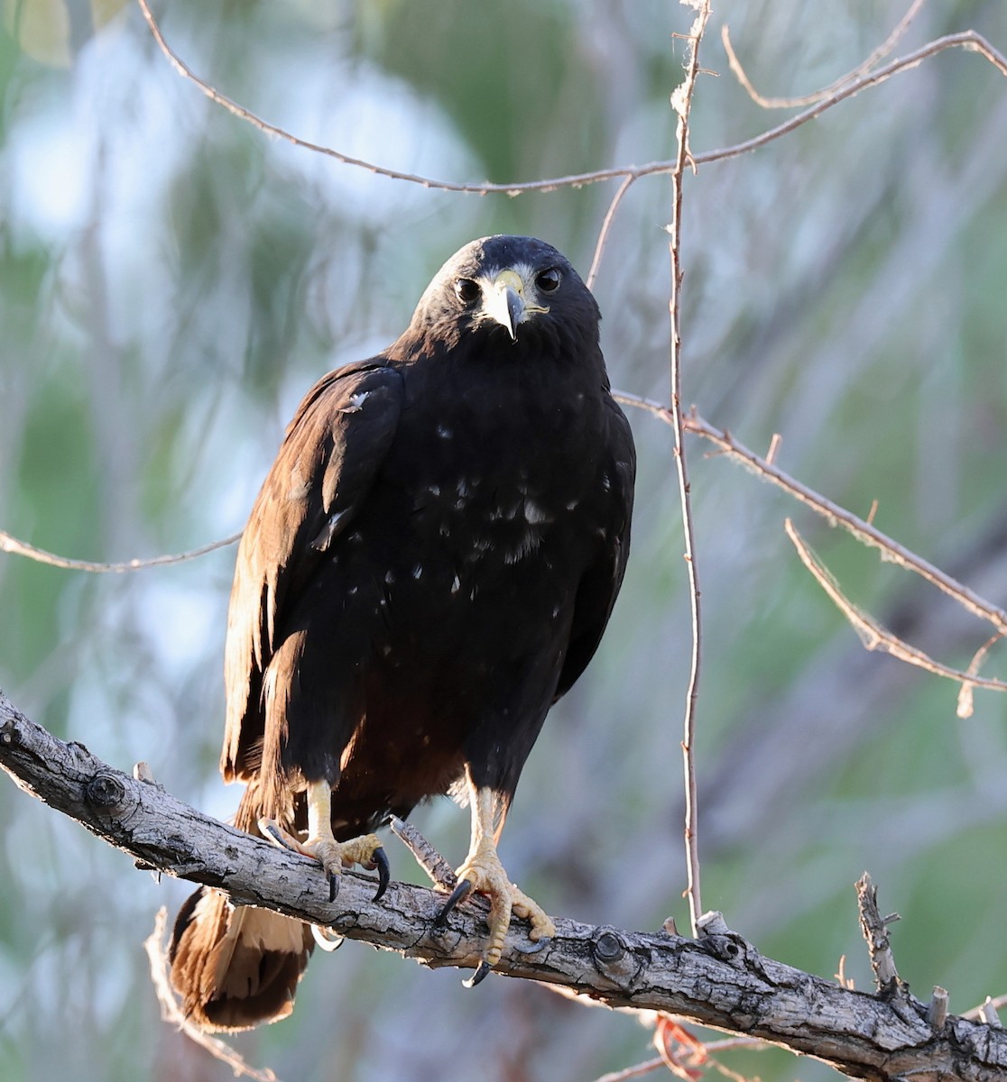 Zone-tailed Hawk - ML639774781