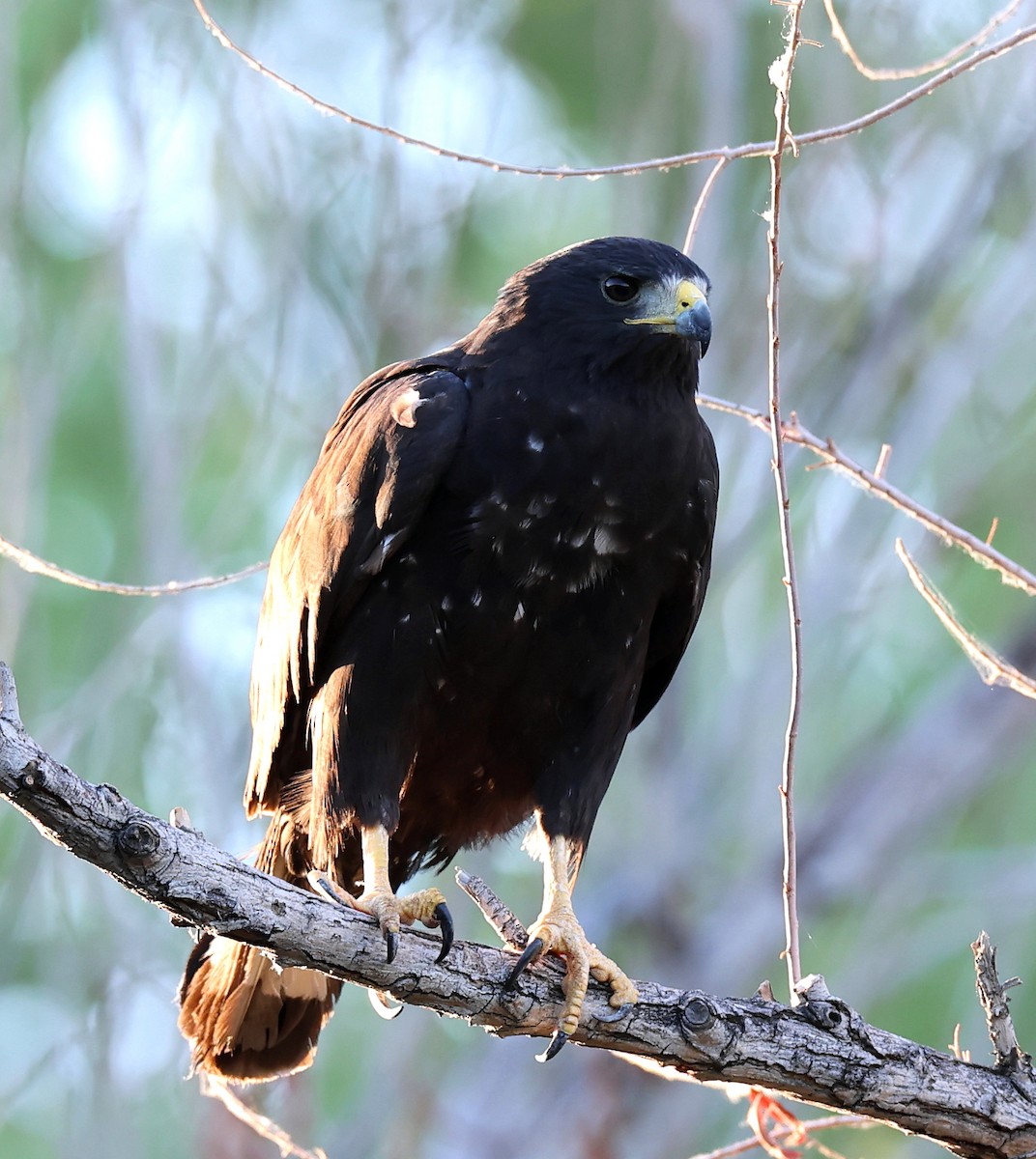 Zone-tailed Hawk - ML639774782