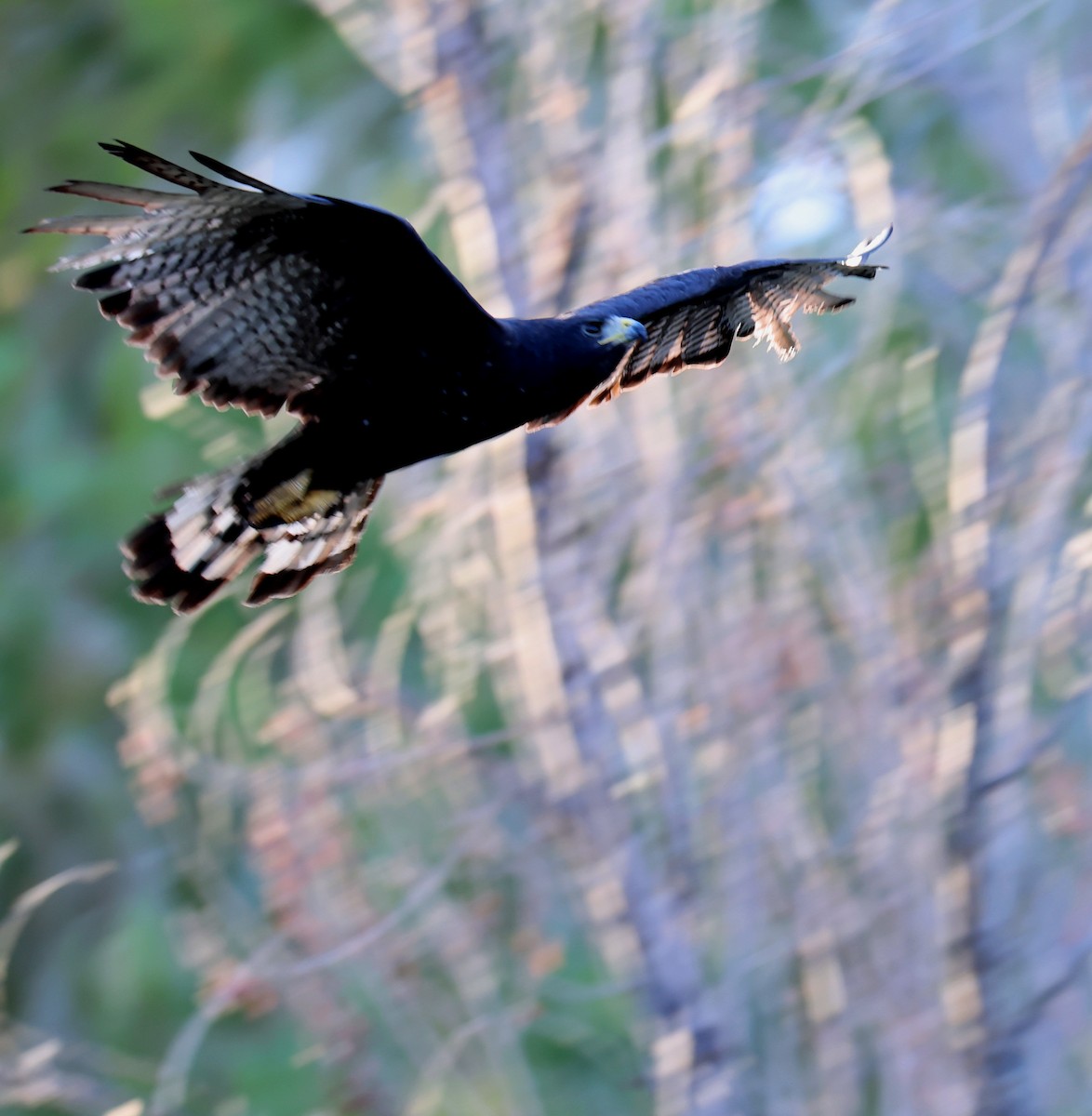 Zone-tailed Hawk - ML639774784