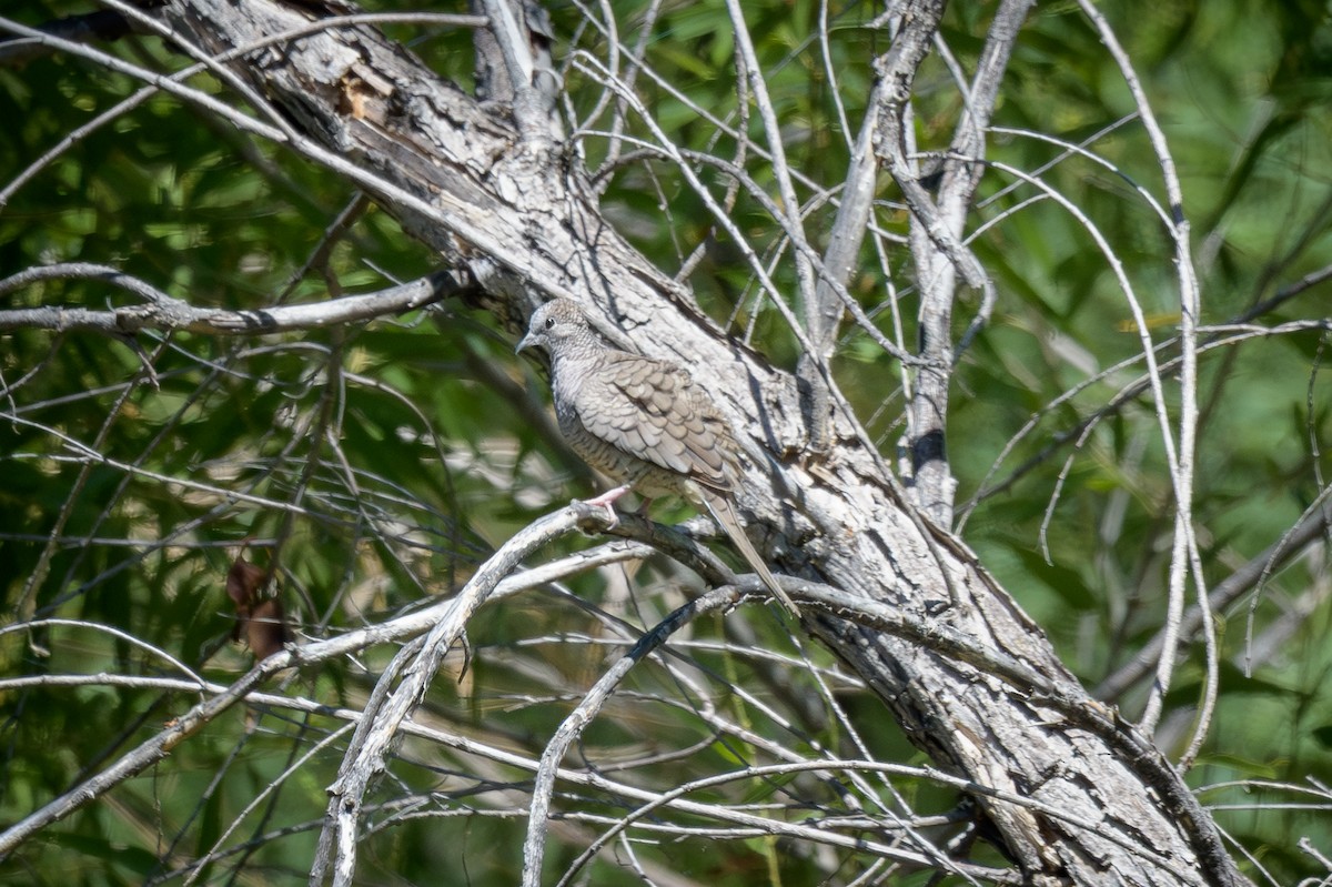 Inca Dove - ML639774789