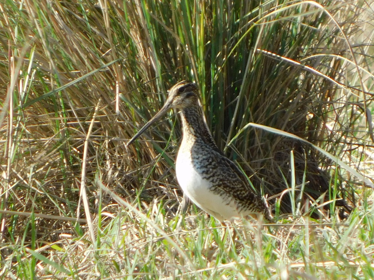 Pantanal Snipe - ML639774792