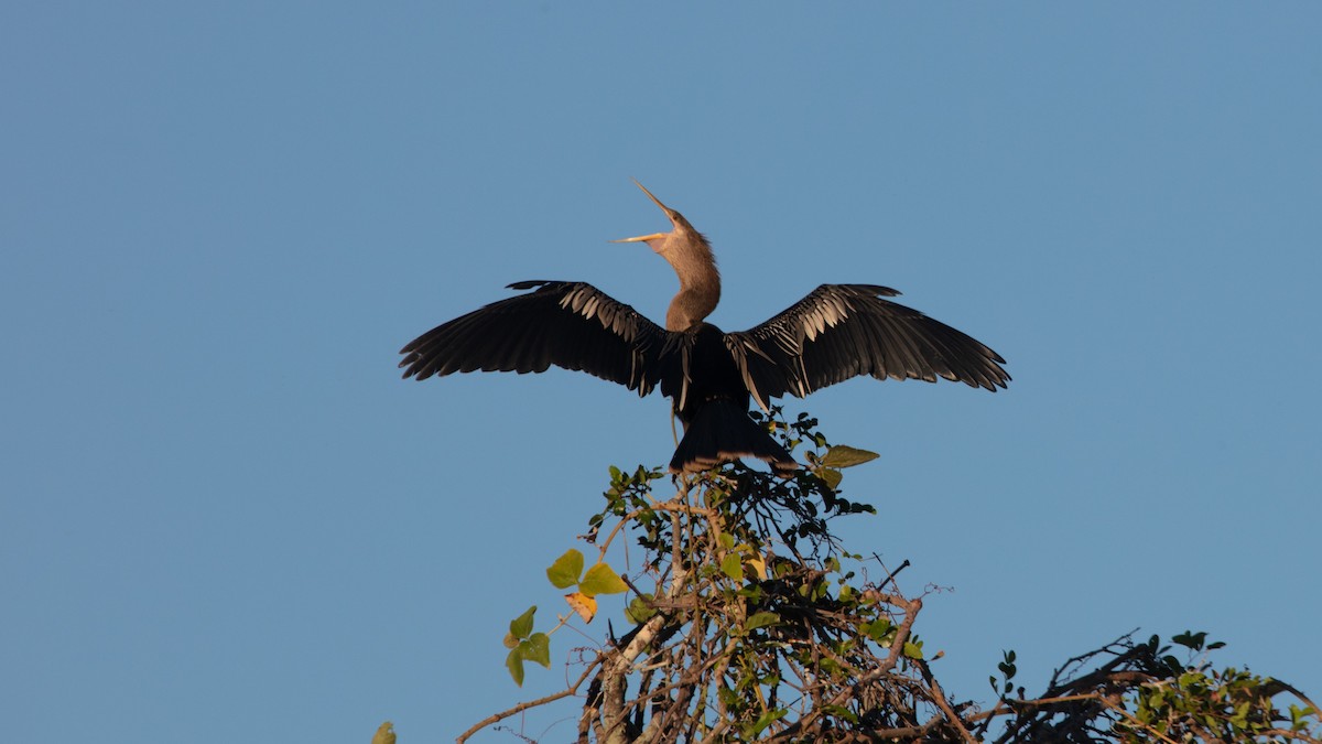 Anhinga - ML639774941