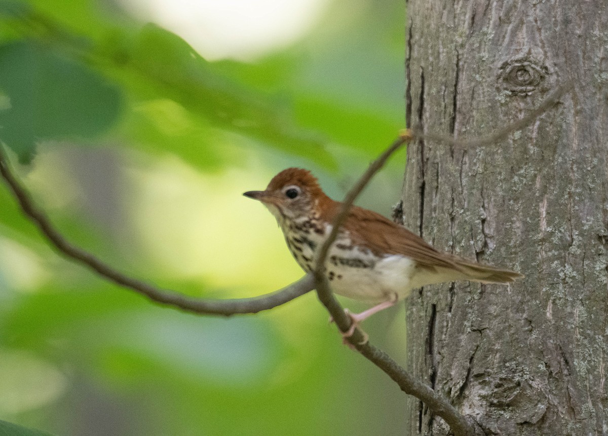 Wood Thrush - ML639774966