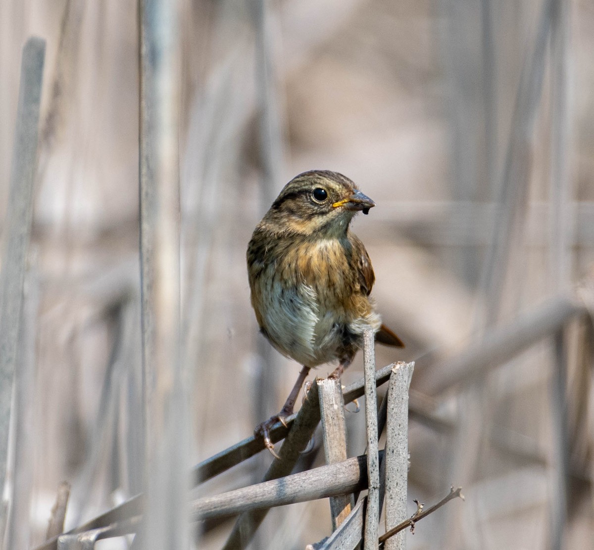 Swamp Sparrow - ML639774997