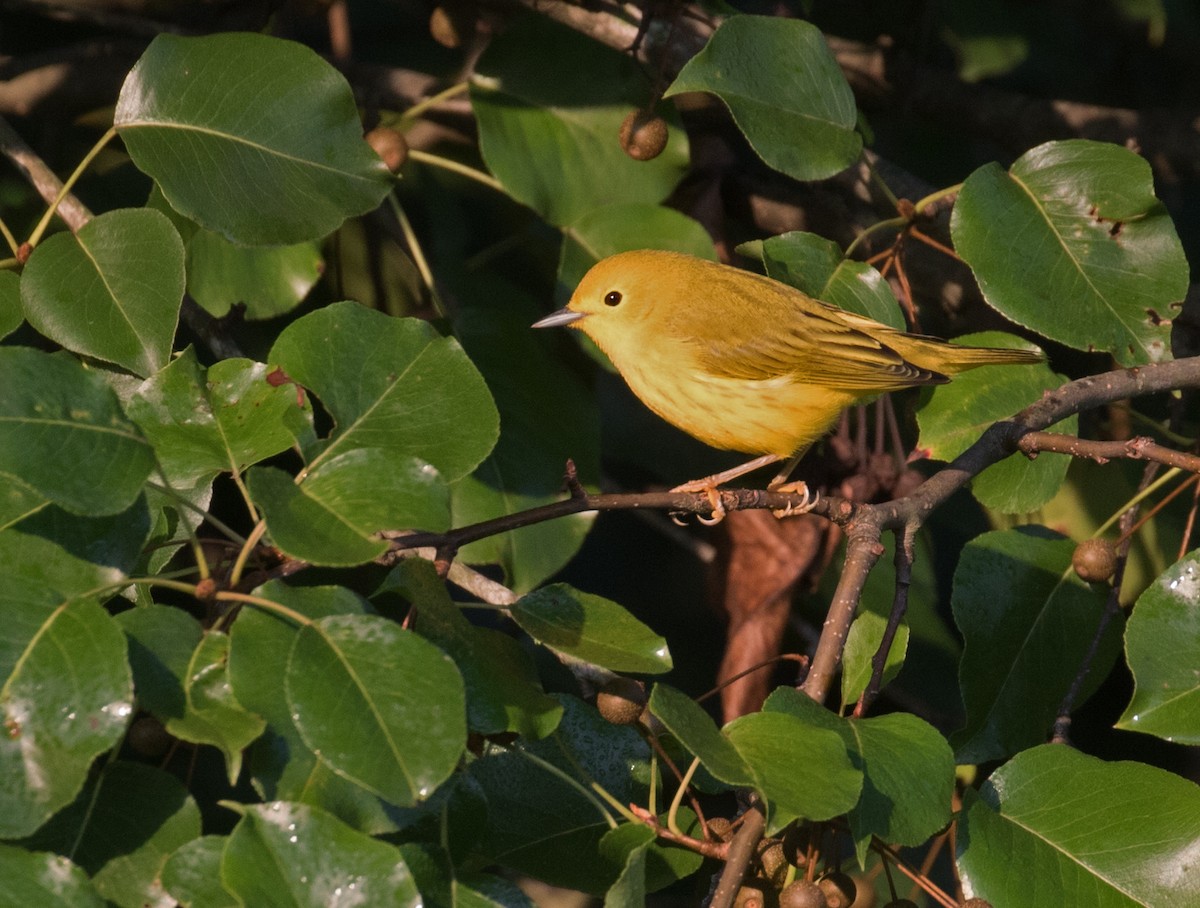 gulparula - ML639775004